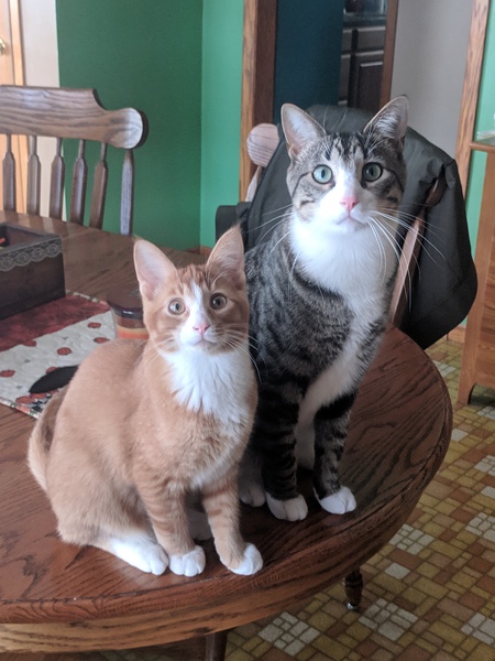 Copper and Murphy