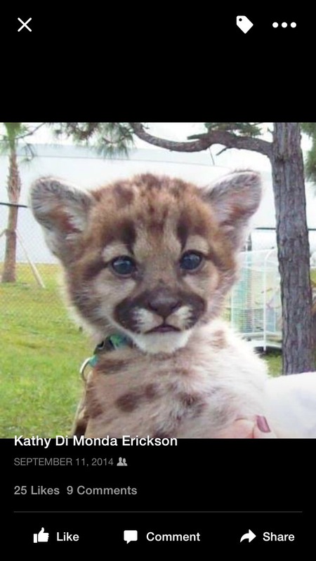 Baby Florida panther