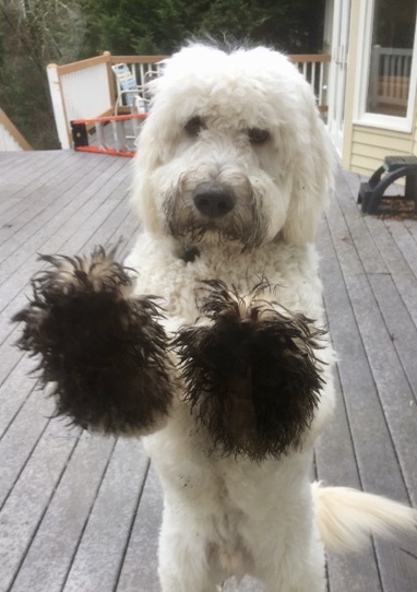 Oscar