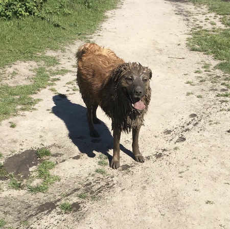 Angus