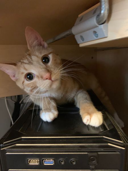 Finn
