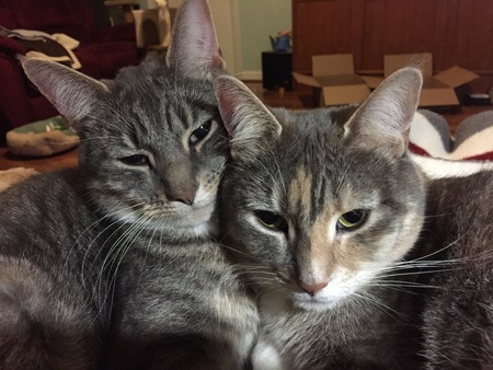 Gideon & Misty