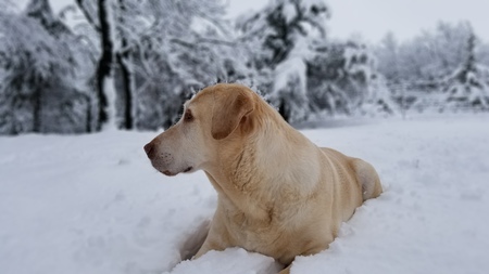 Bear