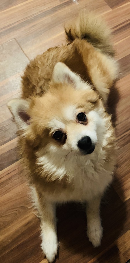 Foxy