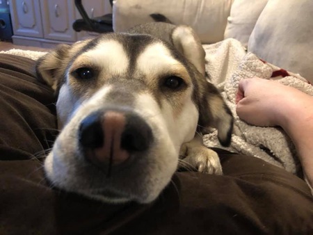 Stella
