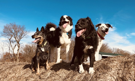 Dallas, Ellie, Missy, Junior