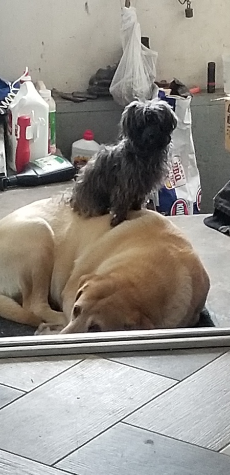 Jerzy and KoKo