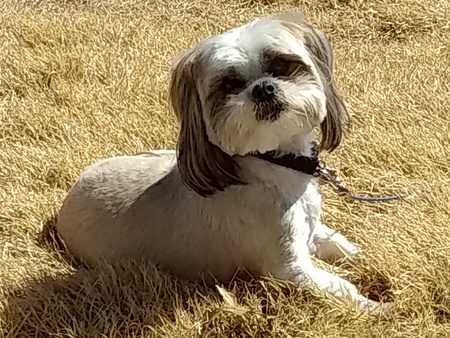 Buddy
