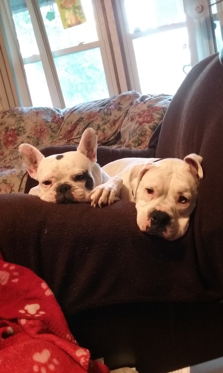 Tinsel and Rockie