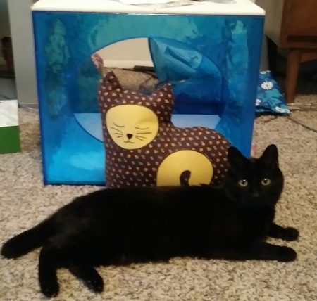 Little Boy Cat