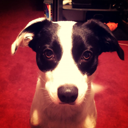Milo