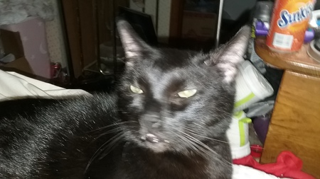 Fangs