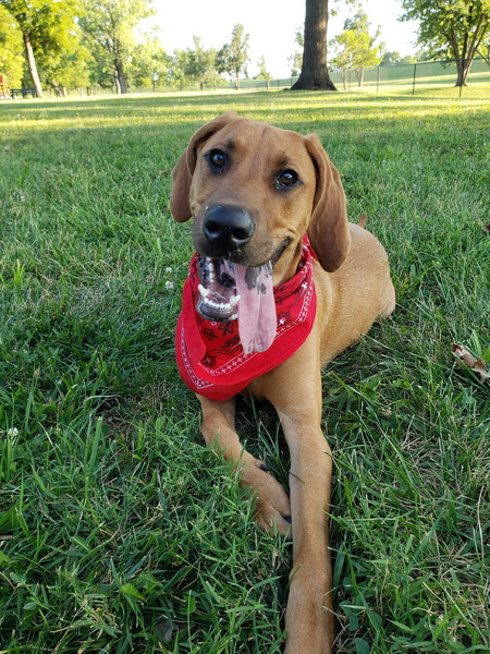 Leo 
