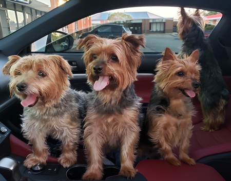 Boomer, Luky, Tiger, Isla(rear) 