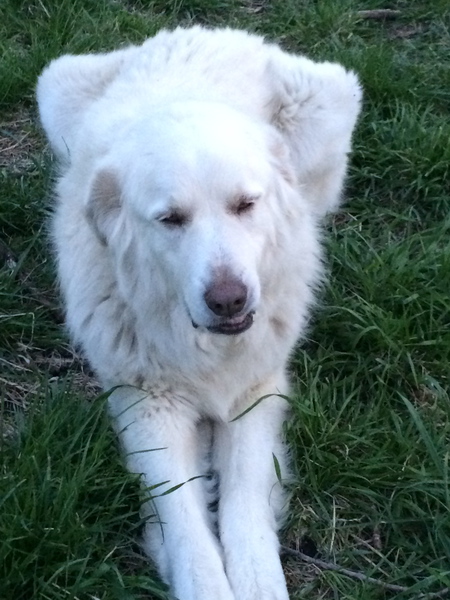 Sadie