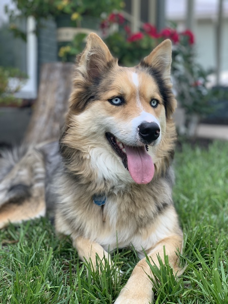 Ahsoka