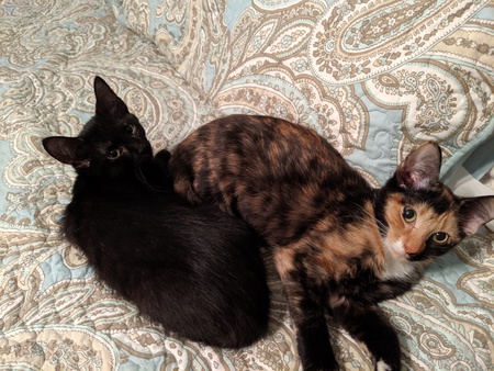 Boo & Snickers
