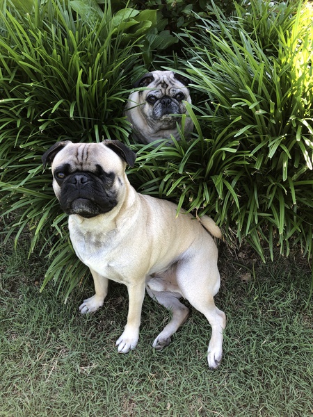 Mr Pugsley & Milo