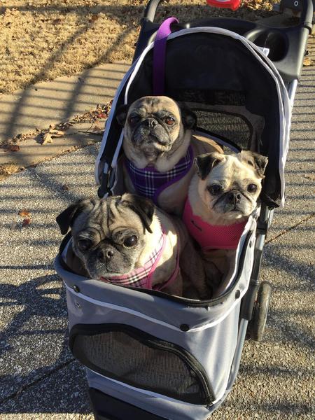 Sophie, Daisy & Zoey