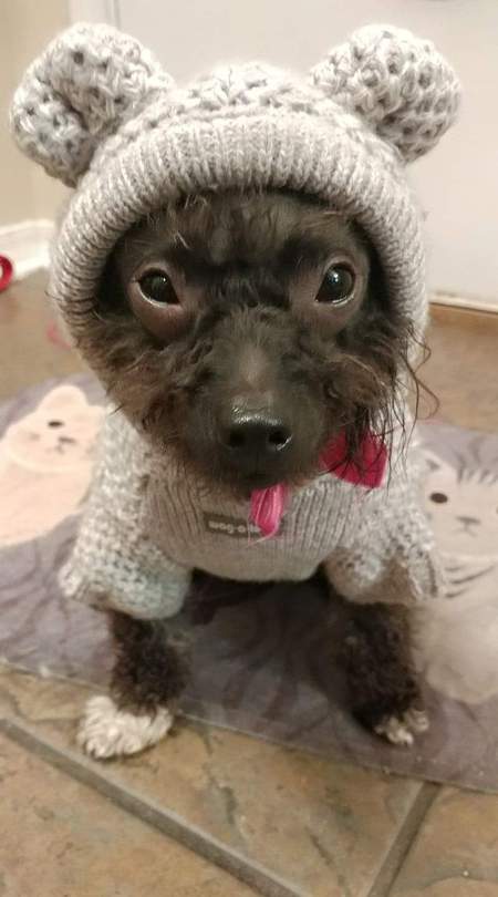 Penny Lane (my grand dog)