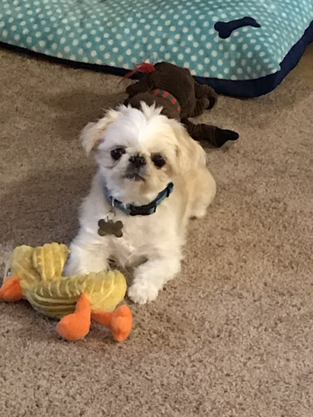 Harley