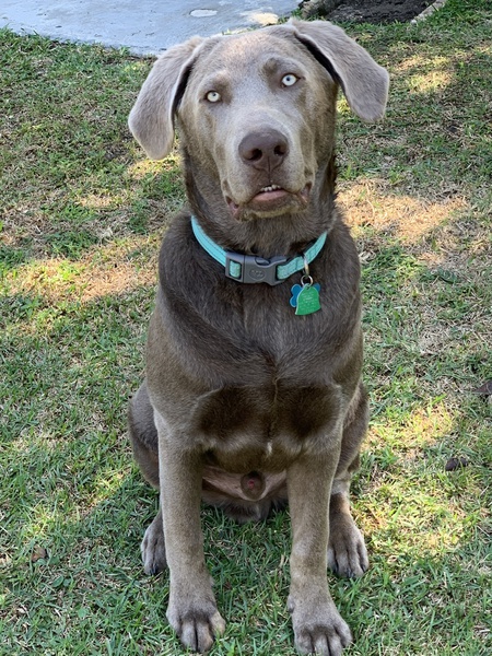 Saban