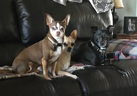 3 amigos - Skittles, Chloe & Little Pea