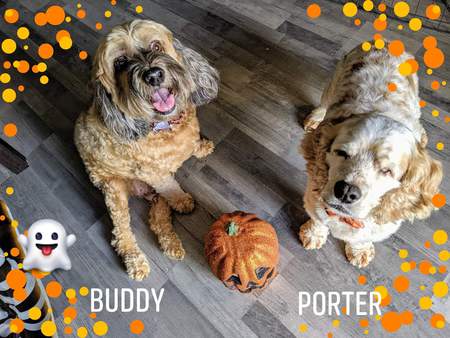 Buddy & Porter