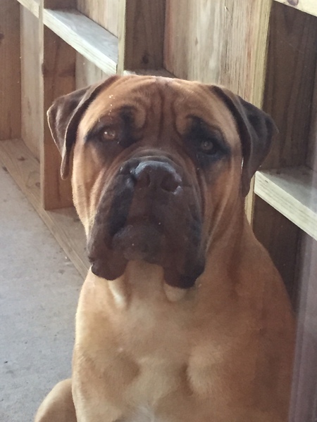 Sampson Boaz