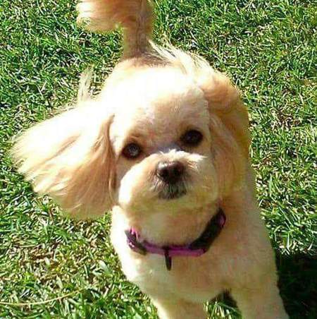 Lola