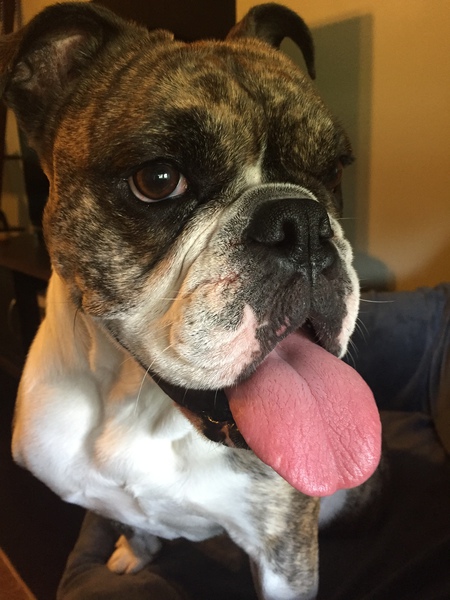 Pippa 