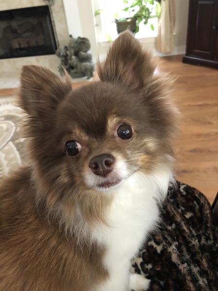 JuJu