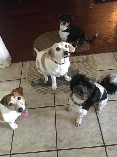 Harley Lucy Buddy and Philo 