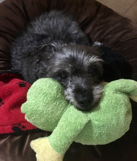 Yoda