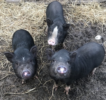 Violet, Piggie Smalls, Snoop Hogg