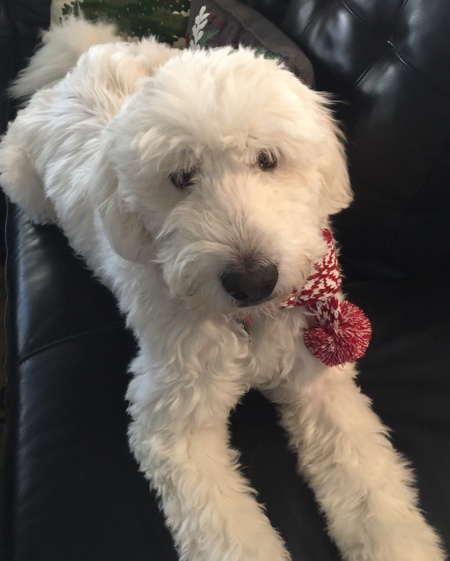 Cooper