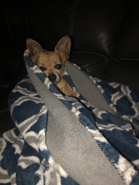 Harvey
