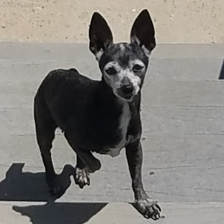 Dixie