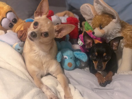 Hercules and Pippa