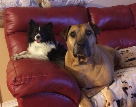 Timmy and Rowdy