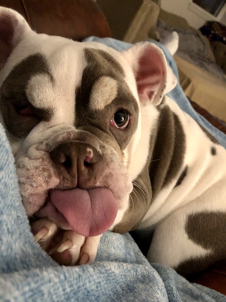 Jojo
