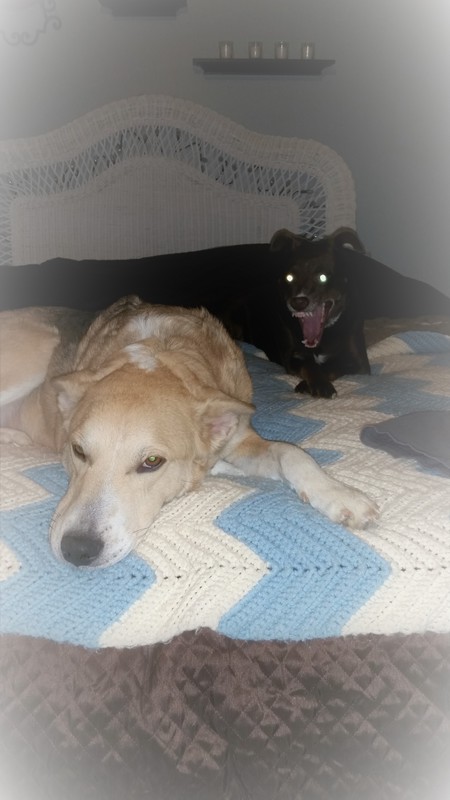 Bella and Coco