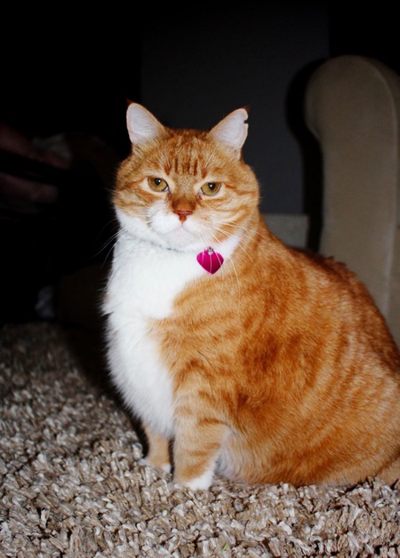 Mrs. Tigglesworth