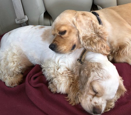 Magnolia and Fumbles