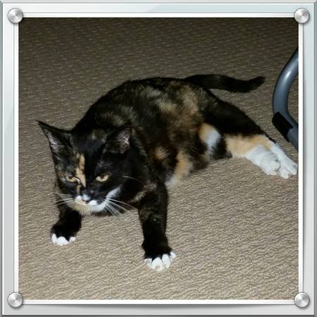 HissyCat