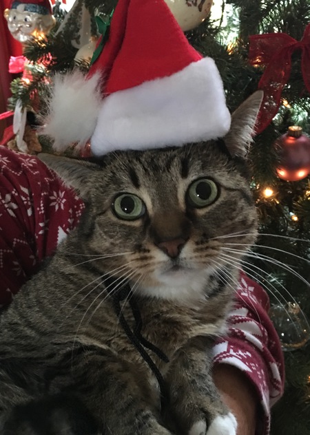 Stella