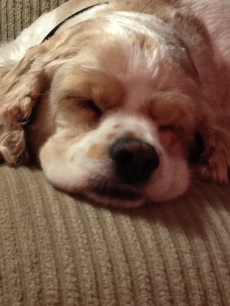 Bailey