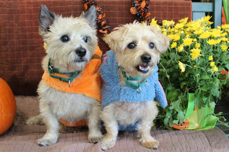 Buddy & Bailey