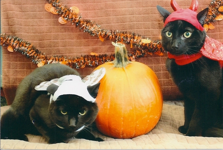 Milo & Harry