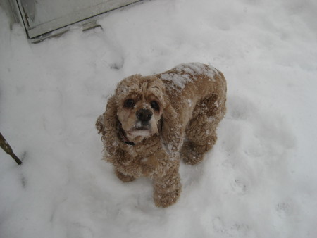 Chloe Bear